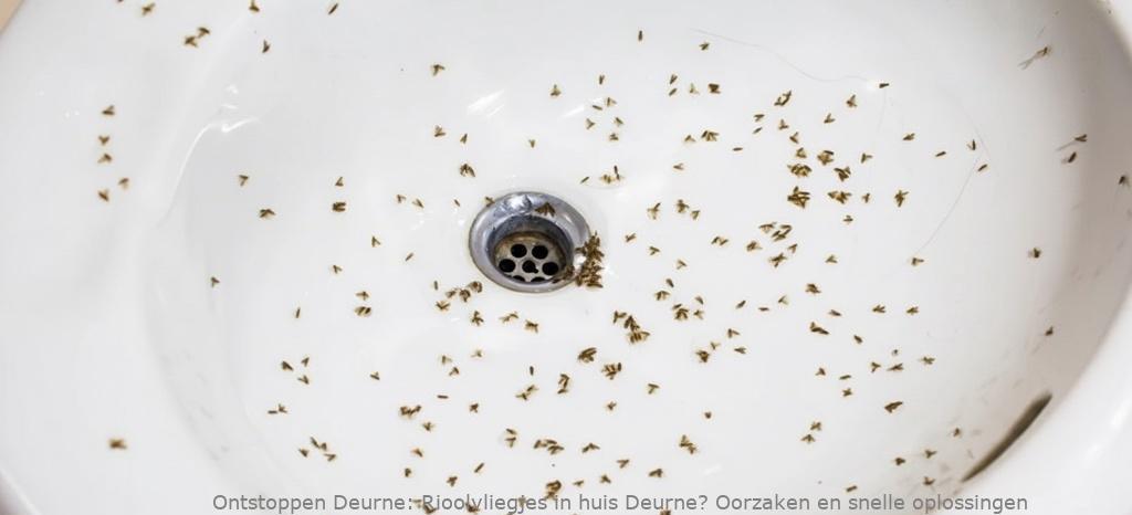 Rioolvliegjes in huis Deurne? Oorzaken en snelle oplossingen